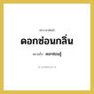 ดอกซ่อนกลิ่น หมายถึงอะไร?, คำราชาศัพท์ ดอกซ่อนกลิ่น หมายถึง ดอกซ่อนชู้ หมวดหมู่ สัตว์และเบ็ดเตล็ด หมวด สัตว์และเบ็ดเตล็ด