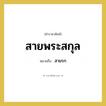 สายรก คำราชาศัพท์คือ?, หมายถึง สายพระสกุล หมวดหมู่ ร่างกาย หมวด ร่างกาย